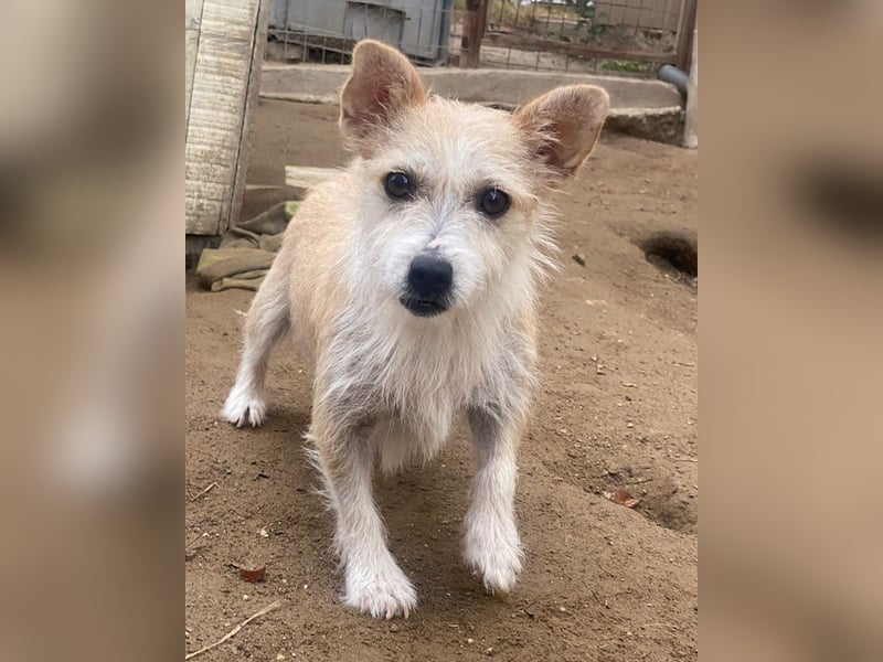 Trulla, geb. ca. 05/2024, lebt in GRIECHENLAND, auf einer privaten Pflegestelle