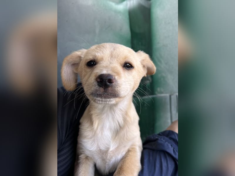 Elysia, geb. ca. 08/2025, lebt in GRIECHENLAND, auf einer privaten Pflegestelle