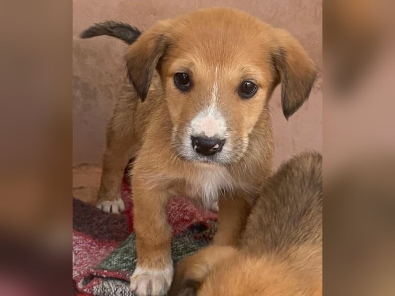 Sanna, geb. ca. 11/2025, lebt in GRIECHENLAND, im städt. Tierheim Serres