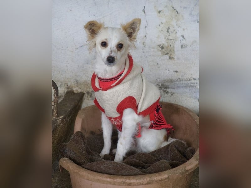 Isara, geb. ca. 07/2024, lebt in GRIECHENLAND, auf einer privaten Pflegestelle