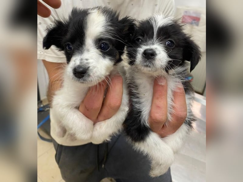 Louise, geb. ca. 08/2025, lebt in GRIECHENLAND, auf einer privaten Pflegestelle