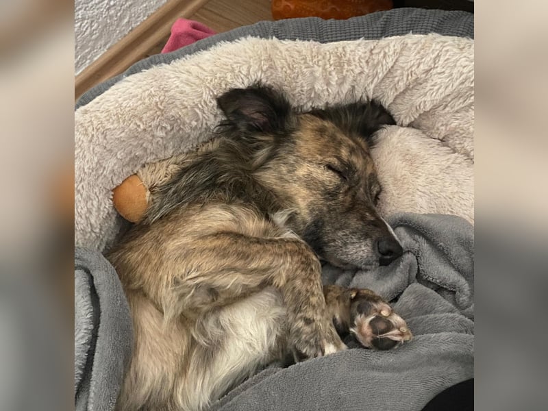 Herbie, geb. ca. 08/2022, lebt auf einer Pflegestelle in 78048 Villingen-Schwenningen