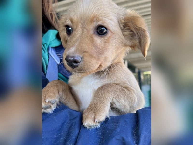 Loni, geb. ca. 08/2025, lebt in GRIECHENLAND, auf einer privaten Pflegestelle