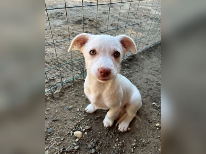 Kiona, geb. ca. 08/2025, lebt in GRIECHENLAND, auf einer privaten Pflegestelle