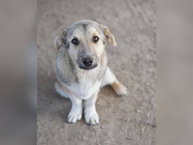 Wursti, geb. ca. 09/2025, lebt in GRIECHENLAND, im städt. Tierheim Serres