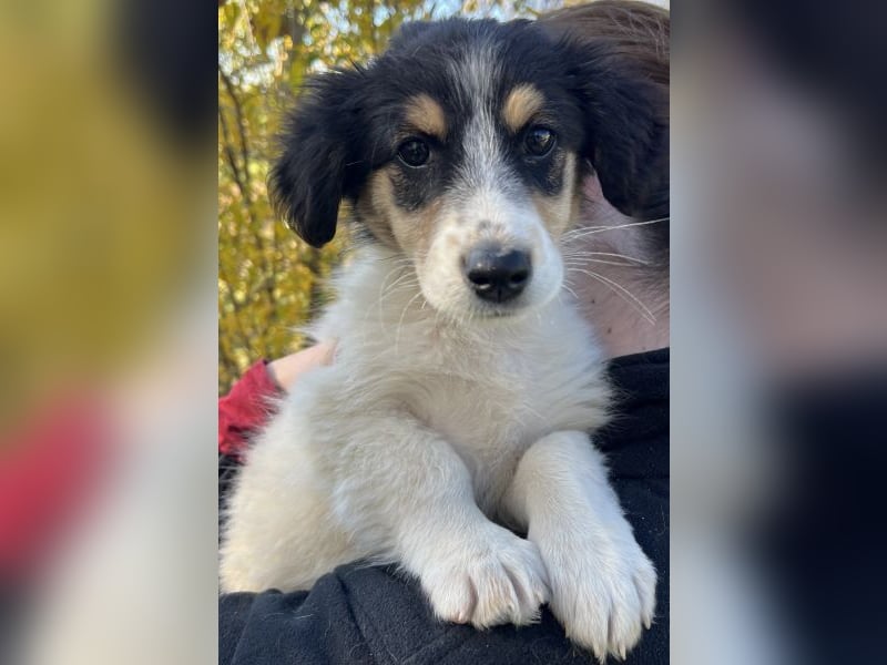 Fridolin, geb. ca. 07/2025, lebt in GRIECHENLAND, auf einer privaten Pflegestelle