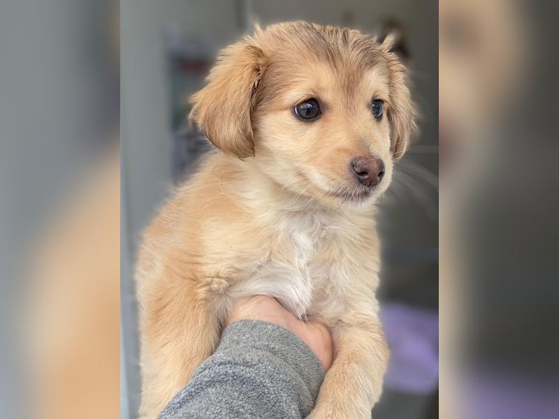 Biscotti, geb. ca. 10/2025, lebt in GRIECHENLAND, im städt. Tierheim Serres