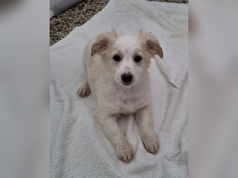 Torian, geb. ca. 09/2025, lebt in GRIECHENLAND, auf einer privaten Pflegestelle