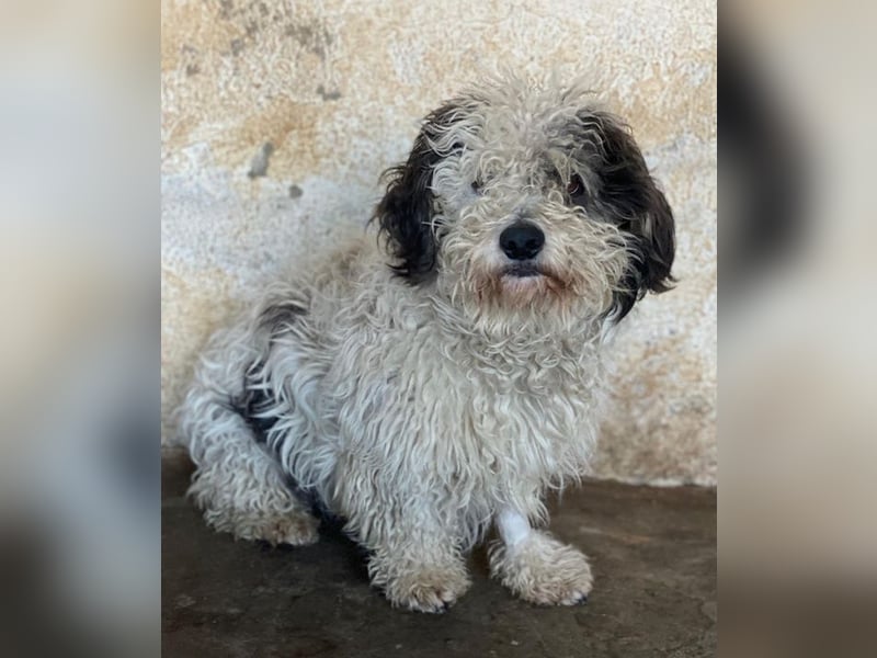 Günni, geb. ca. 12/2023, lebt auf einer Pflegestelle in 45896 Gelsenkirchen