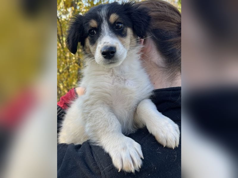 Fridolin, geb. ca. 07/2025, lebt in GRIECHENLAND, auf einer privaten Pflegestelle