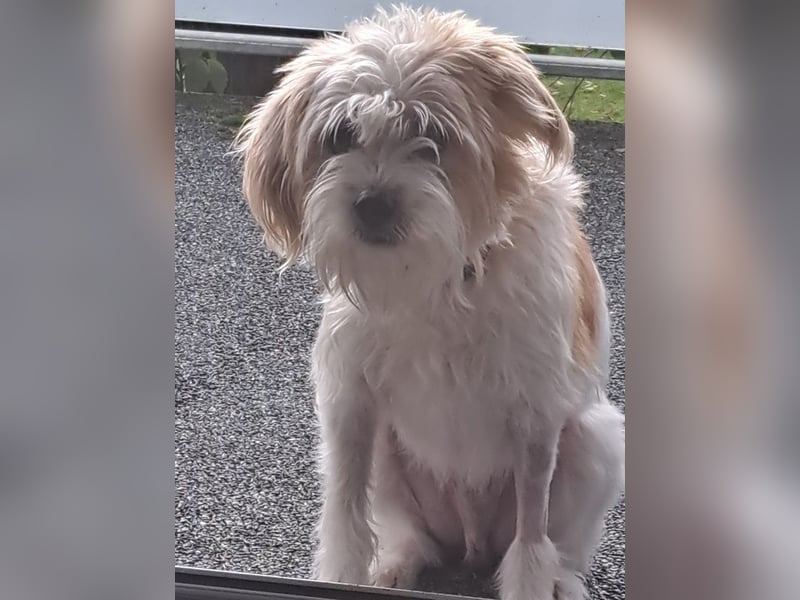 Eko, geb. ca. 11/2021, lebt auf einer Pflegestelle in 54647 Dudeldorf