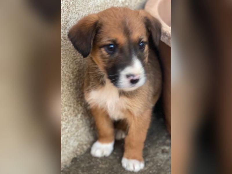 Pinkie, geb. ca. 11/2025, lebt in GRIECHENLAND, im städt. Tierheim Serres