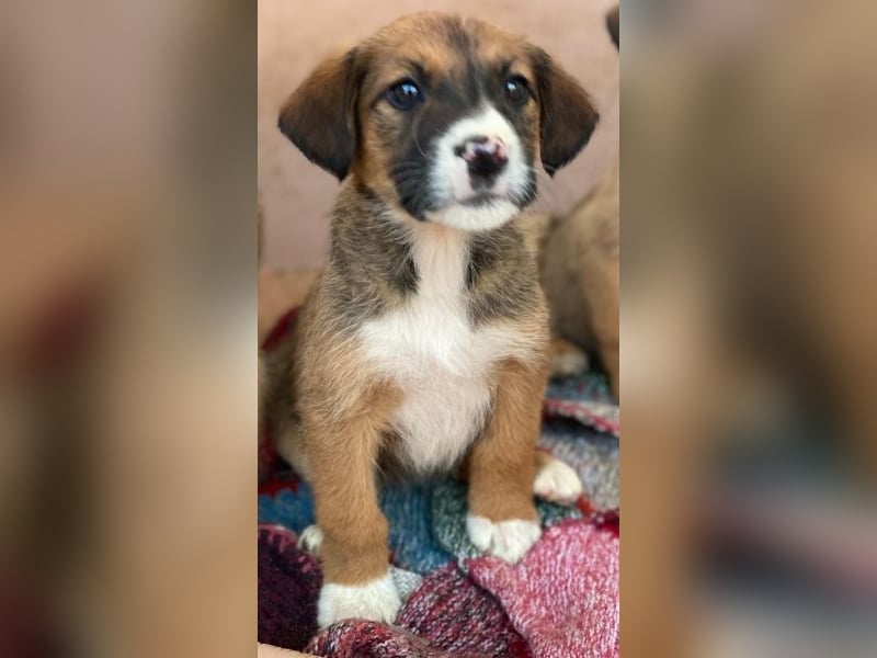 Pinkie, geb. ca. 11/2025, lebt in GRIECHENLAND, im städt. Tierheim Serres