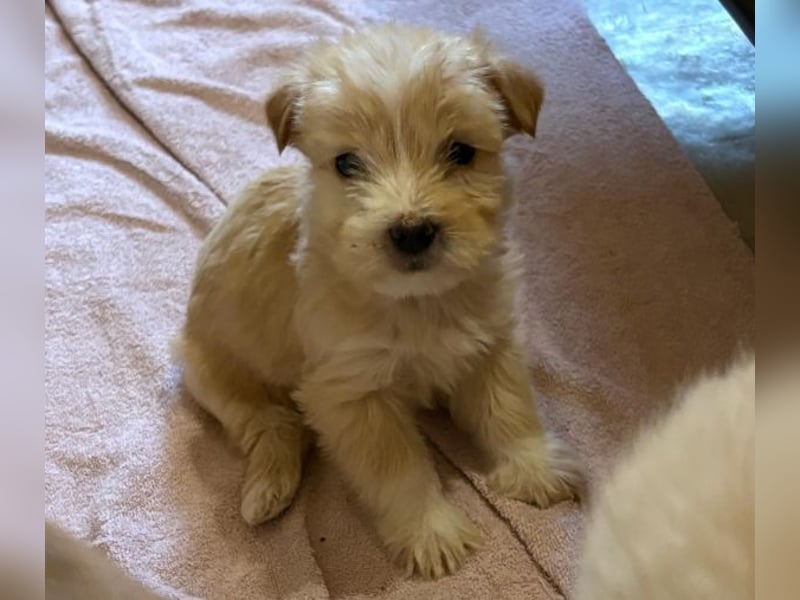 Norberta, geb. ca. 11/2025, lebt in GRIECHENLAND, auf einer privaten Pflegestelle