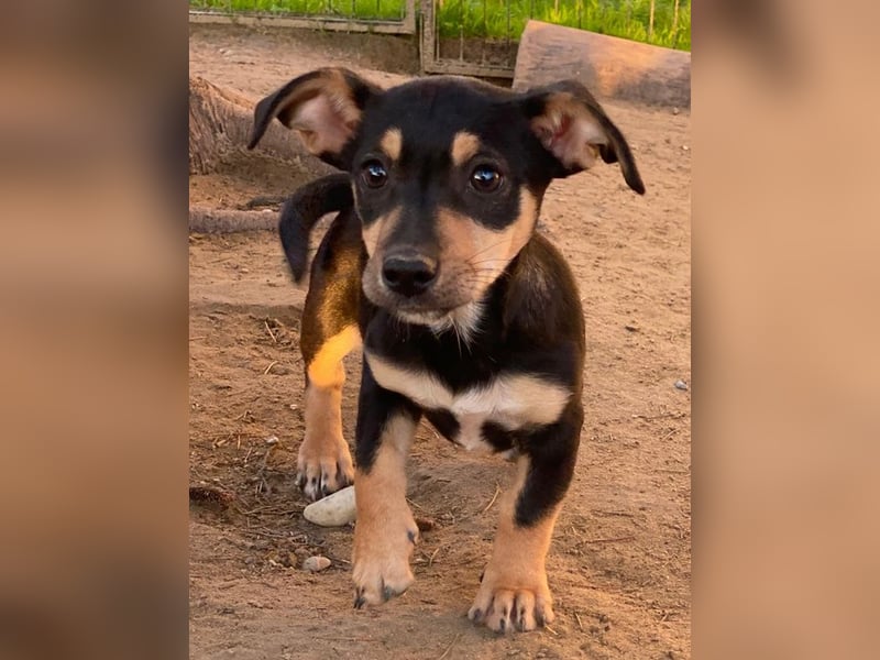 Spirelli, geb. ca. 08/2025, lebt in GRIECHENLAND, auf einer privaten Pflegestelle