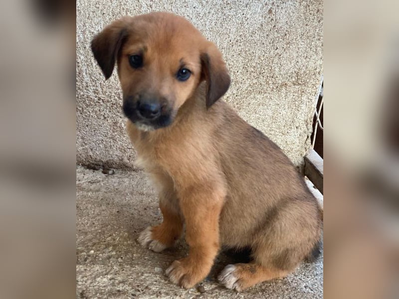 Cavallo, geb. ca. 11/2025, lebt in GRIECHENLAND, im städt. Tierheim Serres