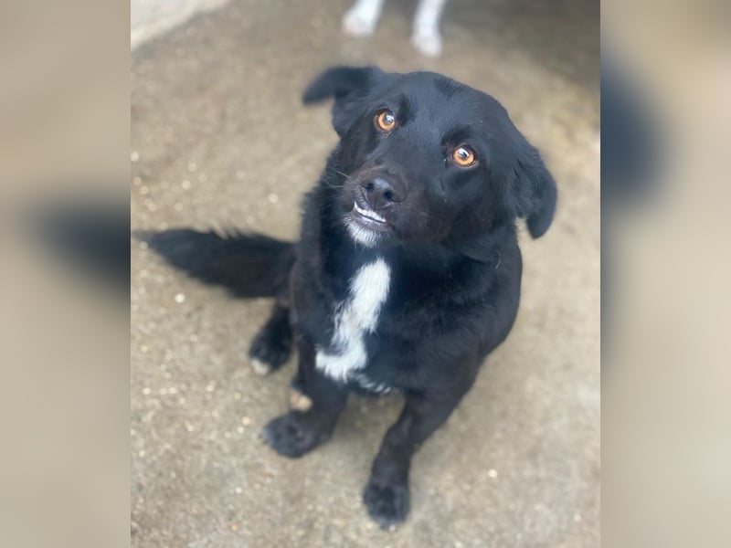 Orrin, geb. ca. 11/2024, lebt in GRIECHENLAND, im städt. Tierheim Serres