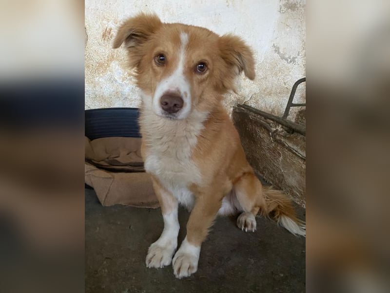 Novalis, geb. ca. 07/2023, lebt in GRIECHENLAND, auf einer privaten Pflegestelle