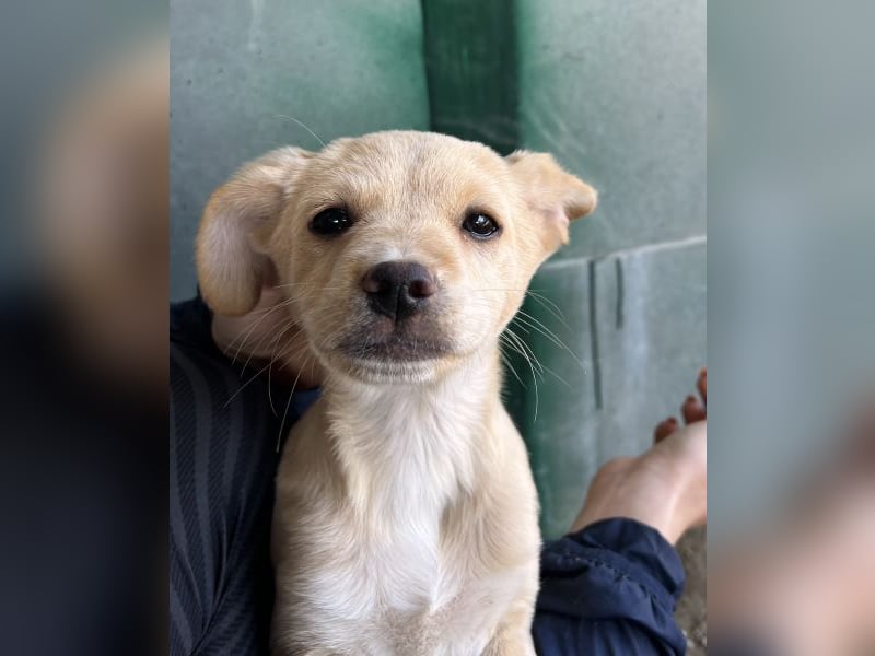 Elysia, geb. ca. 08/2025, lebt in GRIECHENLAND, auf einer privaten Pflegestelle