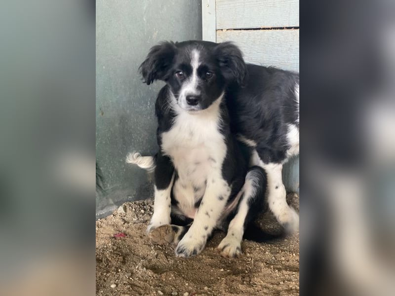 Tux, geb. ca.09/2025, lebt in GRIECHENLAND, auf einer privaten Pflegestelle