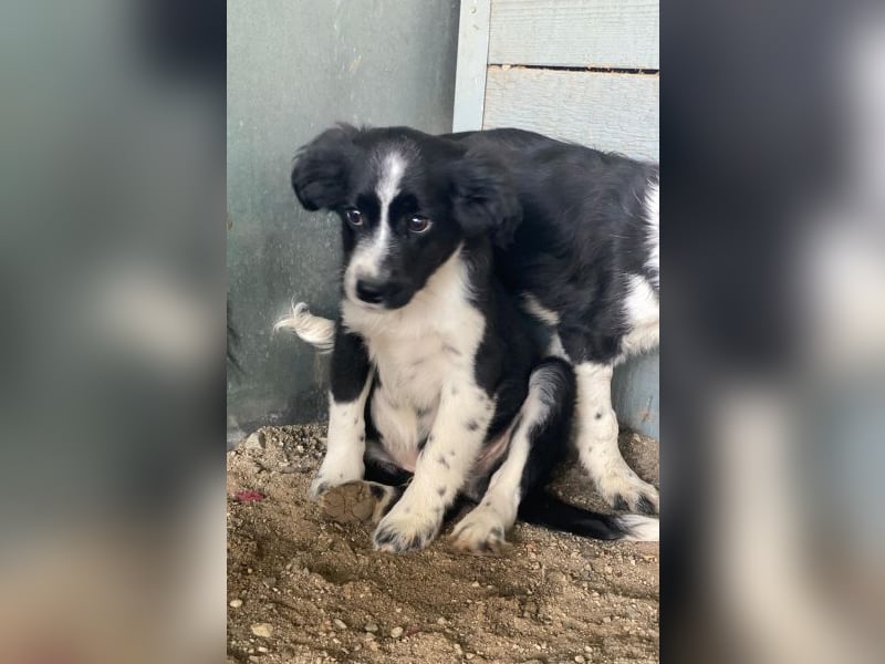 Tux, geb. ca.09/2025, lebt in GRIECHENLAND, auf einer privaten Pflegestelle