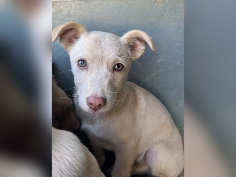 Francky Stanley, geb. ca. 08/2025, lebt in GRIECHENLAND, auf einer privaten Pflegestelle