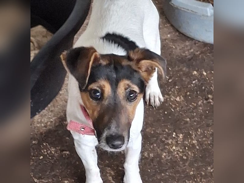 Möök, geb. ca. 04/2025, lebt in GRIECHENLAND, auf einer privaten Pflegestelle