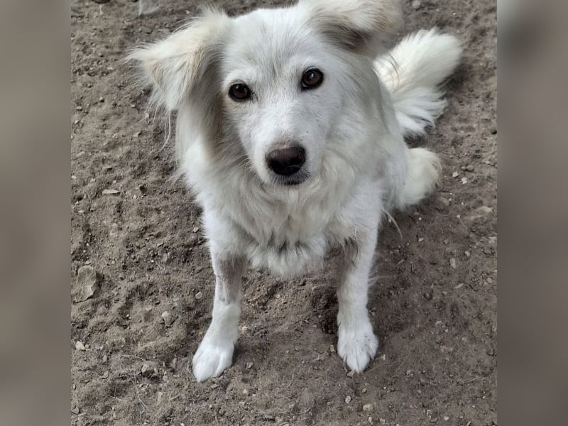Nanuq, geb. ca. 09/2024, lebt in GRIECHENLAND, auf einer privaten Pflegestelle