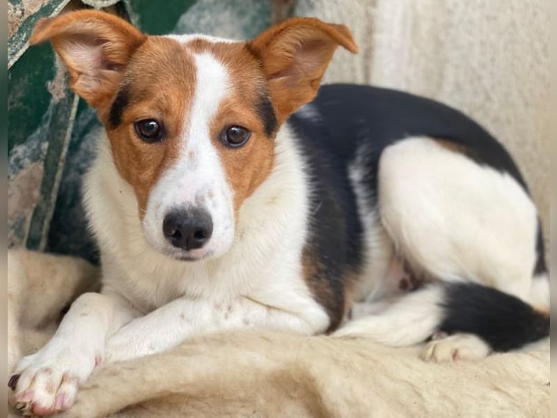 Freydis, geb. ca. 07/2025, lebt in GRIECHENLAND, im städt. Tierheim Serres