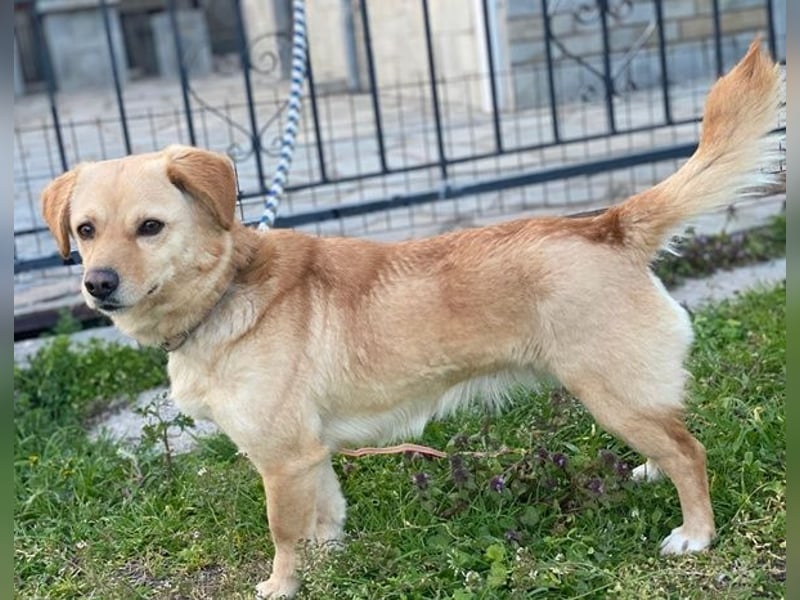 Flora, geb. ca. 03/2024, lebt in GRIECHENLAND, im städt. Tierheim Serres