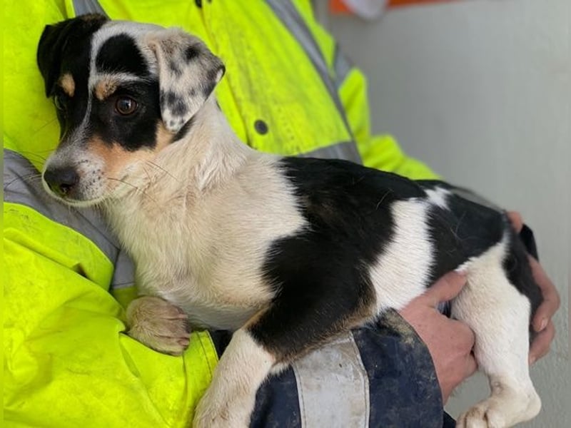 Julia, geb. ca. 08/2025, lebt auf einer Pflegestelle in 79576 Weil am Rhein