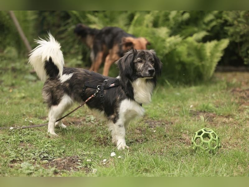 Achilles, geb. ca. 04/2025, lebt auf einer Pflegestelle in 30655 Hannover, vermittlungshilfe