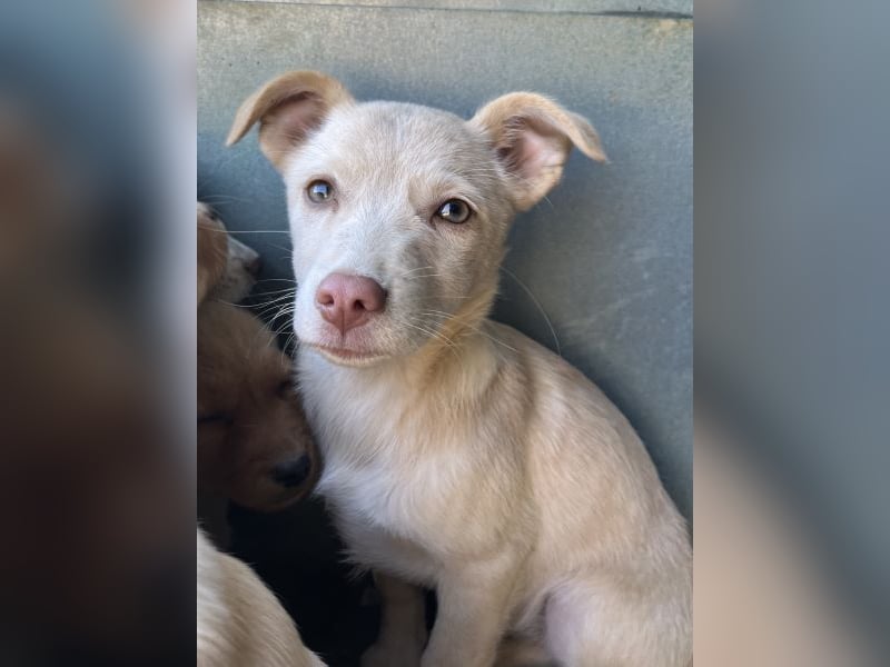 Francky Stanley, geb. ca. 08/2025, lebt in GRIECHENLAND, auf einer privaten Pflegestelle