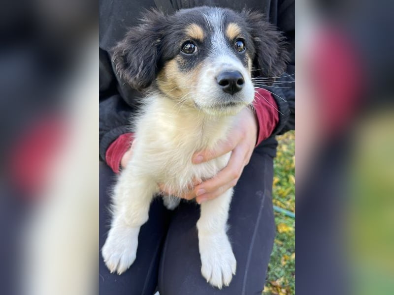 Fridolin, geb. ca. 07/2025, lebt in GRIECHENLAND, auf einer privaten Pflegestelle