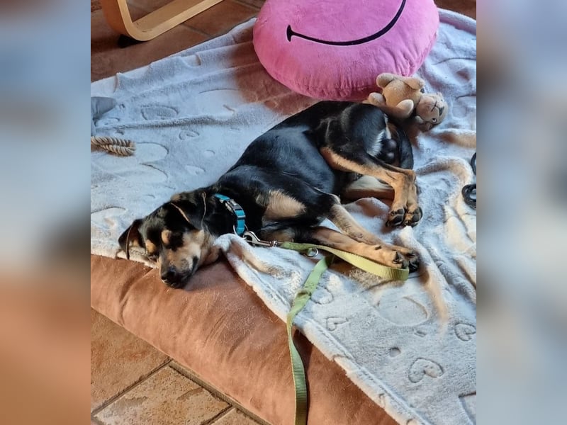 Phil, geb. ca. 12/2024, lebt auf einer Pflegestelle in 53879 Euskirchen, VERMITTLUNGSHILFE