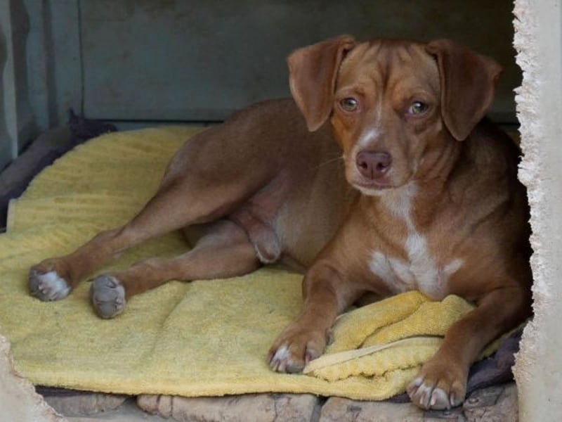 Ed, geb. 03.09.2022, lebt in GRIECHENLAND, auf einer privaten Pflegestelle