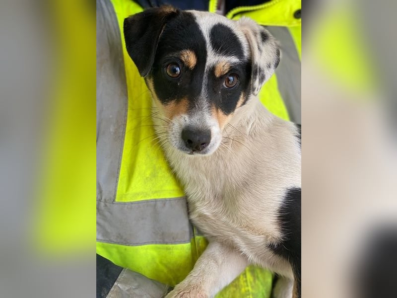 Julia, geb. ca. 08/2025, lebt auf einer Pflegestelle in 79576 Weil am Rhein