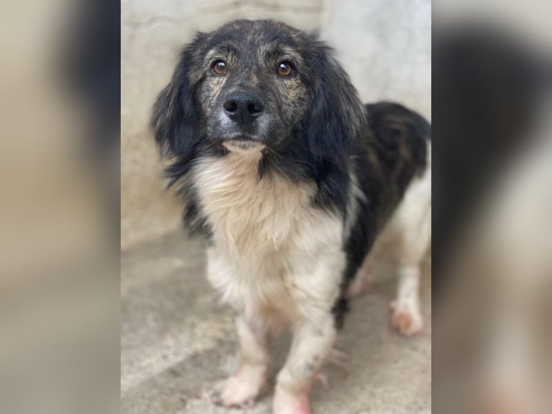 Achilles, geb. ca. 04/2025, lebt in GRIECHENLAND, im städt. Tierheim Serres