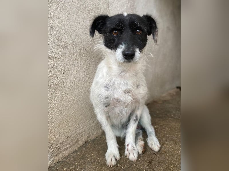 Tarus, geb. ca. 11/2024, lebt in GRIECHENLAND, im städt. Tierheim Serres