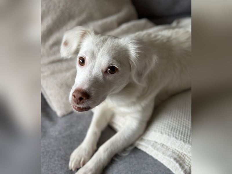 Holiday, geb. ca. 07/2024, lebt auf einer Pflegestelle in 24114 Kiel, Vermittlungshilfe