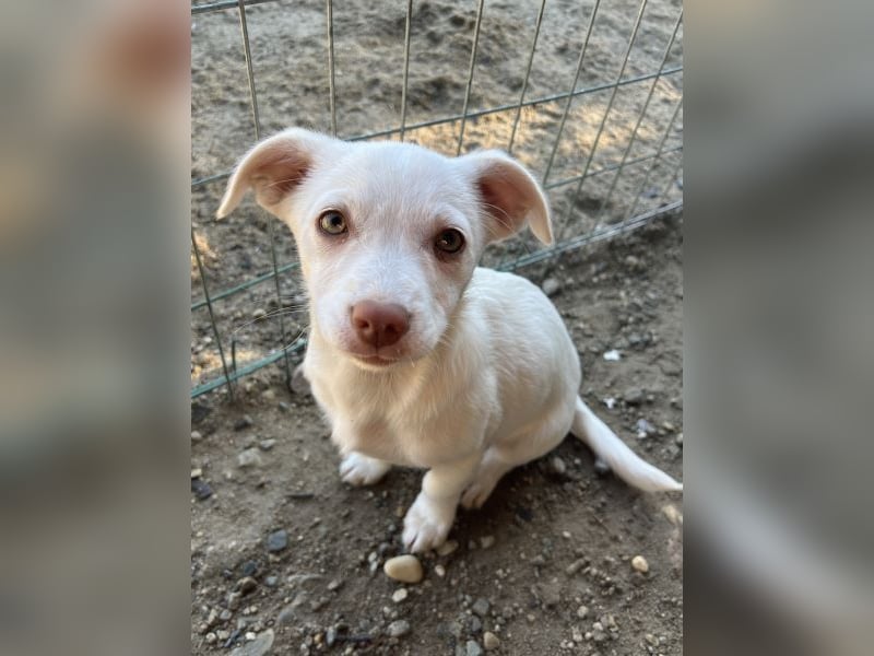 Kiona, geb. ca. 08/2025, lebt in GRIECHENLAND, auf einer privaten Pflegestelle