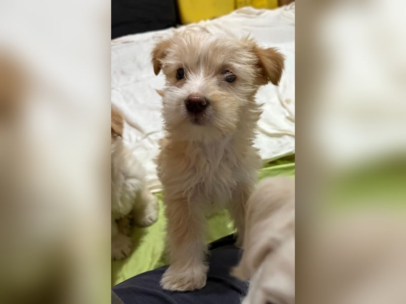 Norberta, geb. ca. 11/2025, lebt in GRIECHENLAND, auf einer privaten Pflegestelle