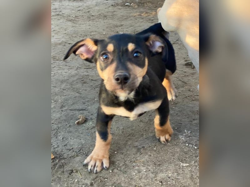 Spirelli, geb. ca. 08/2025, lebt in GRIECHENLAND, auf einer privaten Pflegestelle