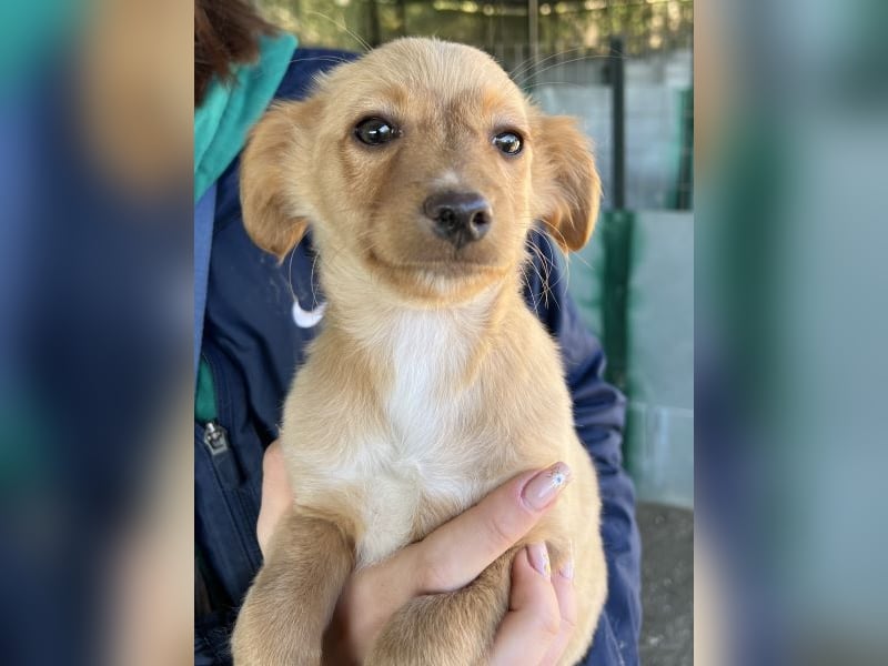 Loni, geb. ca. 08/2025, lebt in GRIECHENLAND, auf einer privaten Pflegestelle