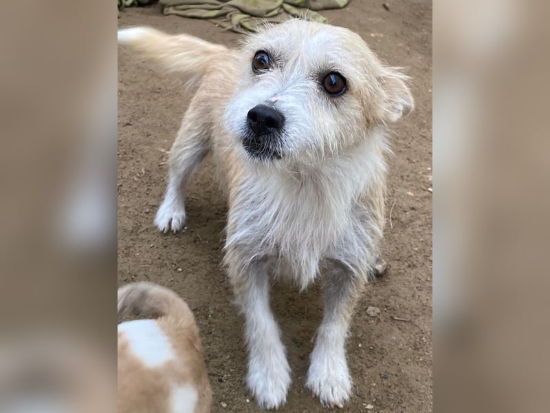 Trulla, geb. ca. 05/2024, lebt in GRIECHENLAND, auf einer privaten Pflegestelle