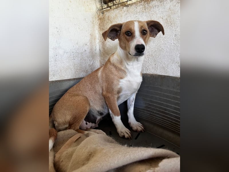 Ida, geb. ca. 05/2021, lebt in GRIECHENLAND, auf einer privaten Pflegestelle