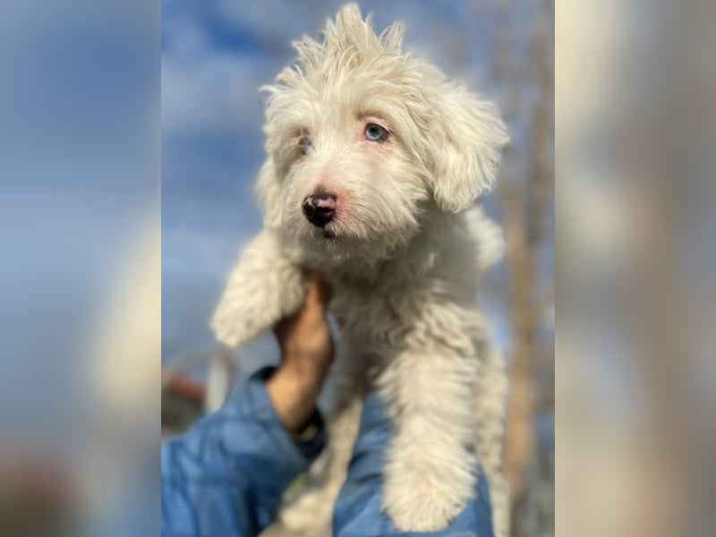 Elli, geb. ca. 08/2025, lebt in GRIECHENLAND, im städt. Tierheim Serres