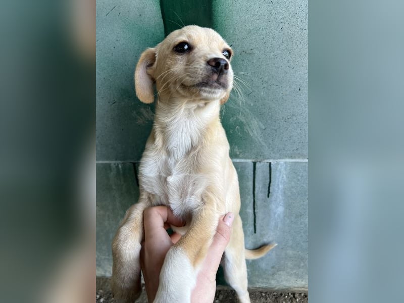 Elysia, geb. ca. 08/2025, lebt in GRIECHENLAND, auf einer privaten Pflegestelle