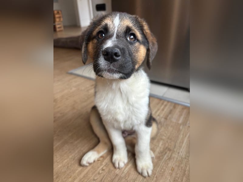 Boreas, geb. ca. 10/2025, lebt auf einer Pflegestelle in 69151 Neckargemünd