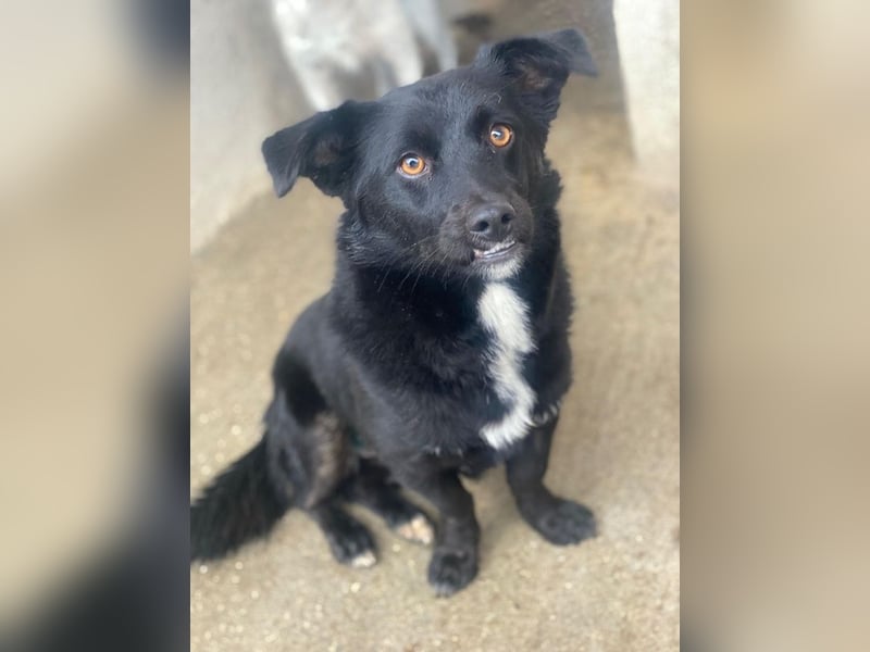 Orrin, geb. ca. 11/2024, lebt in GRIECHENLAND, im städt. Tierheim Serres